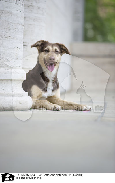 liegender Mischling / lying mongrel / NN-02133