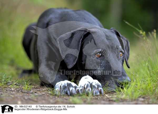 liegender Rhodesian-Ridgeback-Dogge-Mix / lying mongrel / NN-02140