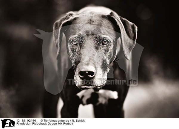 Rhodesian-Ridgeback-Dogge-Mix Portrait / mongrel portrait / NN-02146