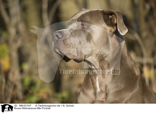 Boxer-Weimaraner-Mix Portrait / mongrel portrait / NN-02167