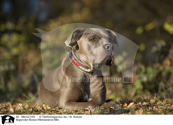 liegender Boxer-Weimaraner-Mix / lying mongrel / NN-02169