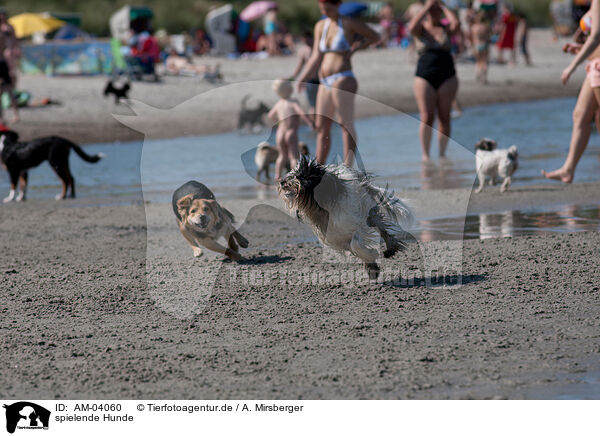 spielende Hunde / playing dogs / AM-04060