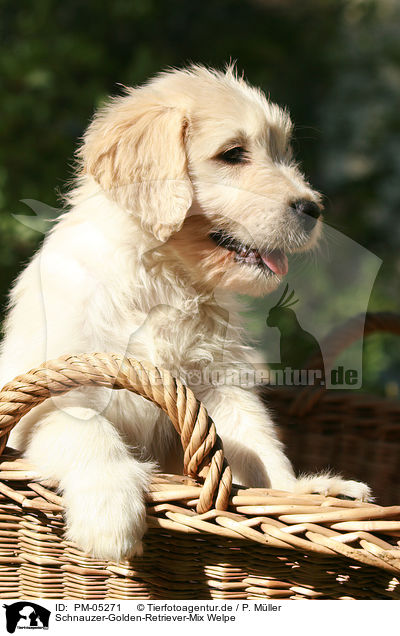 Schnauzer-Golden-Retriever-Mix Welpe / PM-05271
