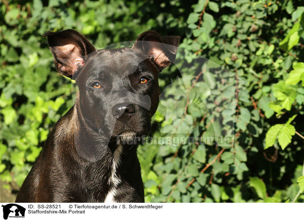 Staffordshire-Mix Portrait / mongrel portrait / SS-28521