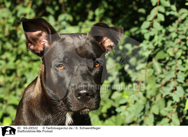 Staffordshire-Mix Portrait / mongrel portrait / SS-28522
