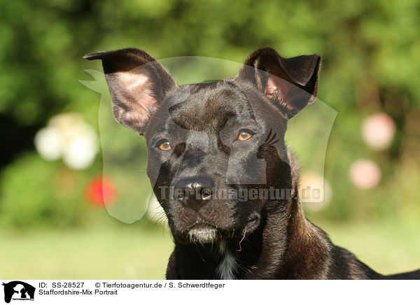 Staffordshire-Mix Portrait / mongrel portrait / SS-28527