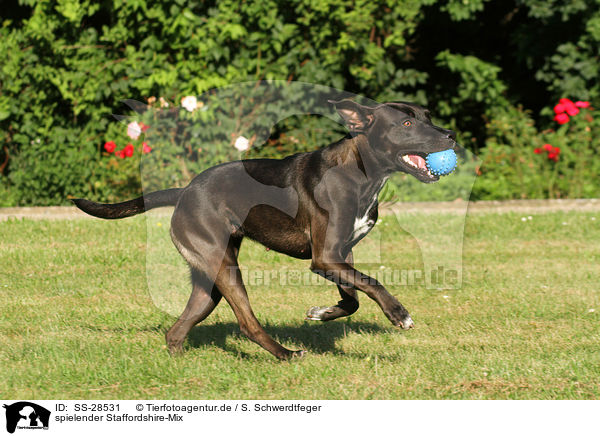 spielender Staffordshire-Mix / playing mongrel / SS-28531
