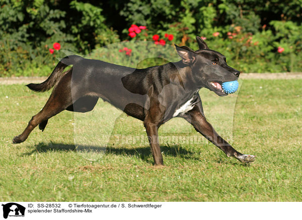 spielender Staffordshire-Mix / playing mongrel / SS-28532