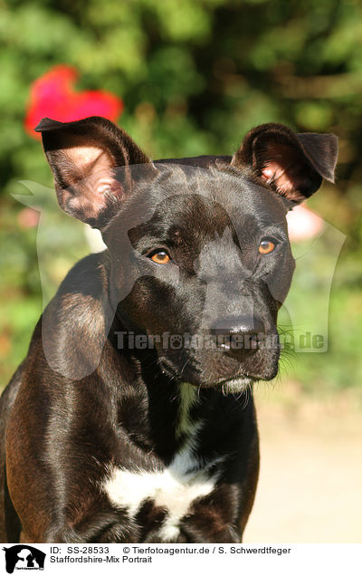 Staffordshire-Mix Portrait / mongrel portrait / SS-28533