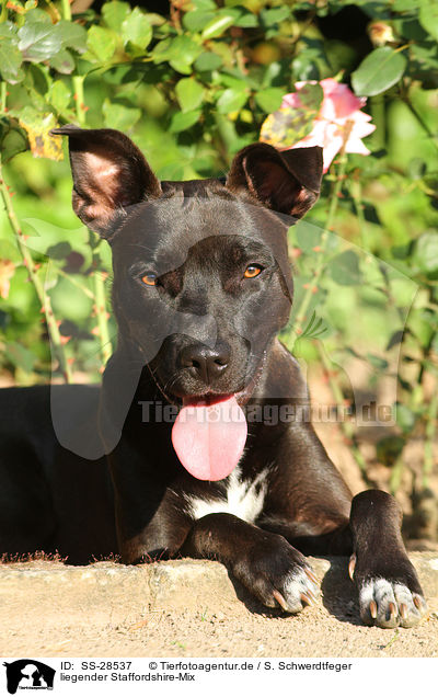 liegender Staffordshire-Mix / lying mongrel / SS-28537