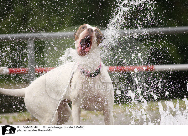 planschender Boxer-Mix / splashing mongrel / VM-01646
