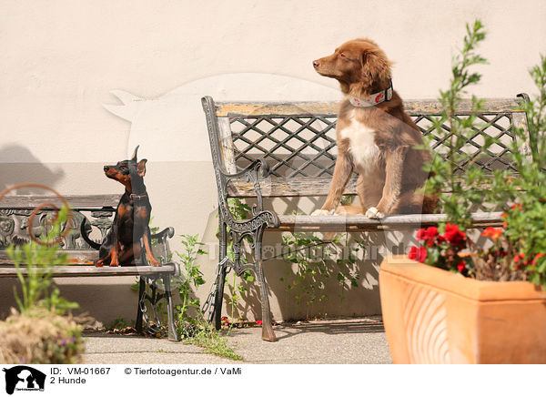 2 Hunde / 2 dogs / VM-01667