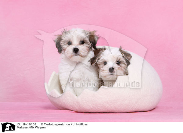 Malteser-Mix Welpen / mongrel puppies / JH-16158