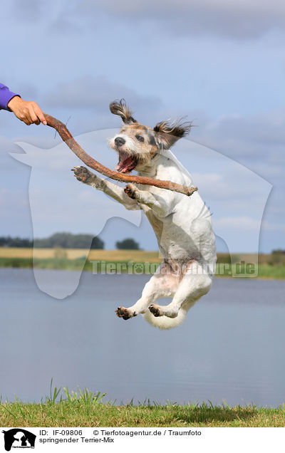 springender Terrier-Mix / jumping mongrel / IF-09806