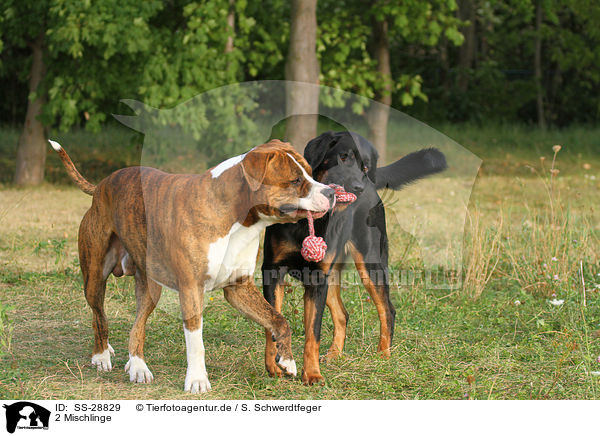 2 Mischlinge / 2 mongrel / SS-28829