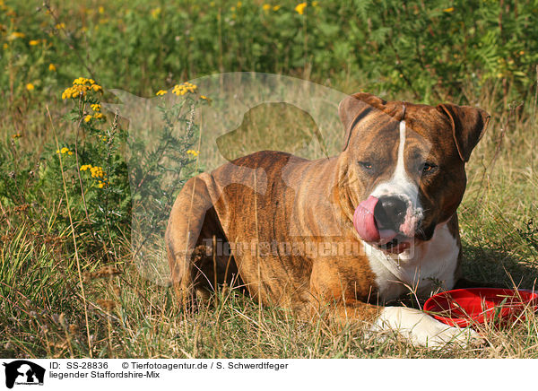 liegender Staffordshire-Mix / lyingmongrel / SS-28836