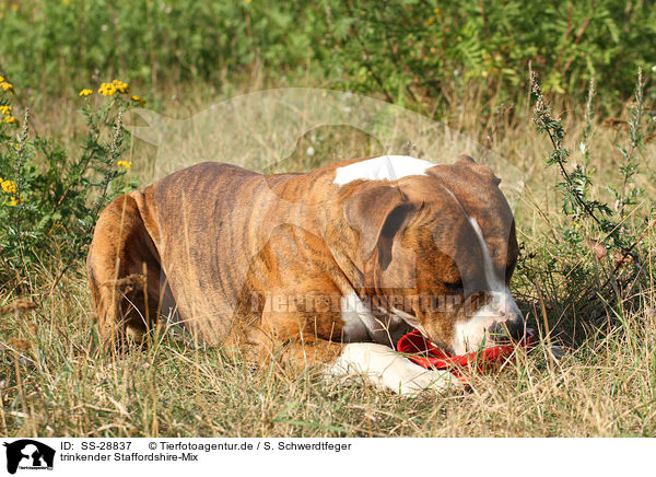 trinkender Staffordshire-Mix / drinking mongrel / SS-28837