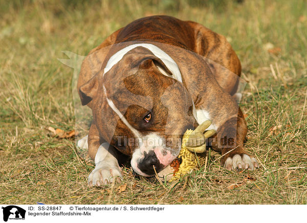 liegender Staffordshire-Mix / lying mongrel / SS-28847