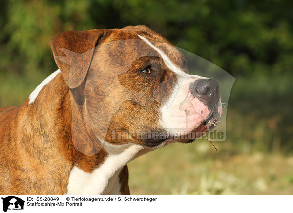 Staffordshire-Mix Portrait / mongrel portrait / SS-28849