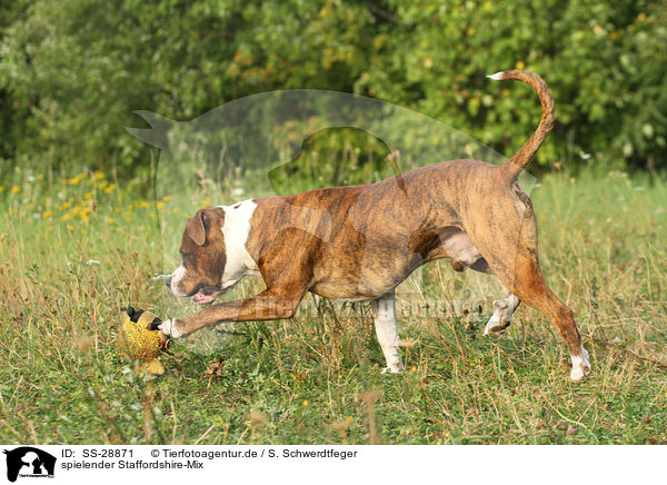 spielender Staffordshire-Mix / playing mongrel / SS-28871