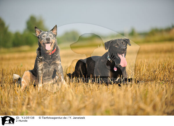 2 Hunde / 2 dogs / YJ-05138