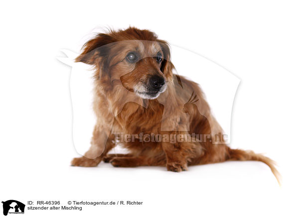 sitzender alter Mischling / sitting old mongrel / RR-46396