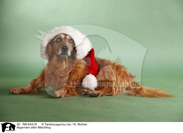 liegender alter Mischling / lying old mongrel / RR-46418