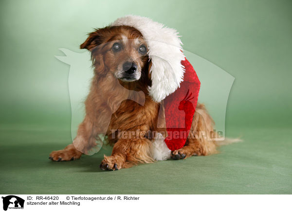 sitzender alter Mischling / sitting old mongrel / RR-46420