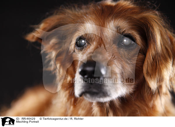 Mischling Portrait / mongrel portrait / RR-46429