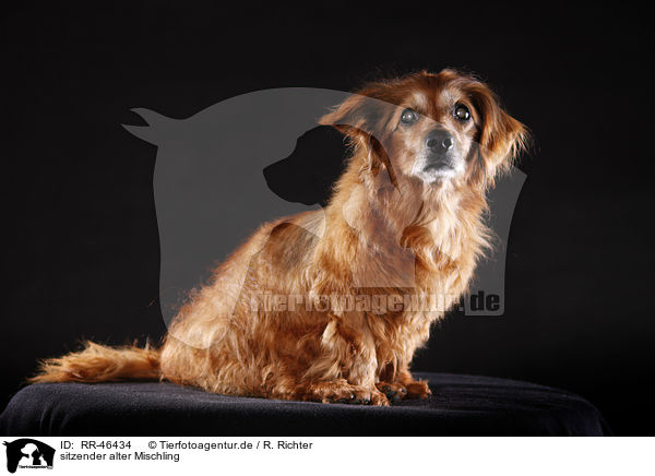 sitzender alter Mischling / sitting old mongrel / RR-46434