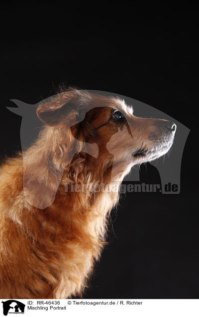 Mischling Portrait / mongrel portrait / RR-46436