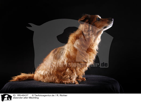sitzender alter Mischling / sitting old mongrel / RR-46437