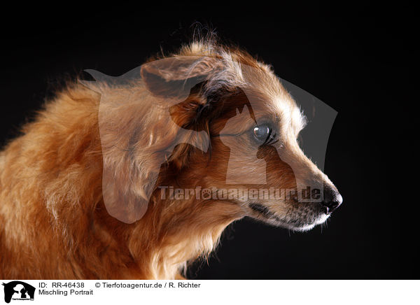Mischling Portrait / mongrel portrait / RR-46438