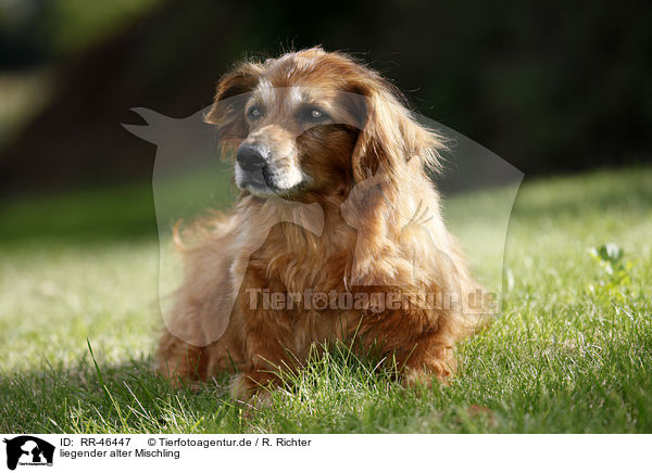 liegender alter Mischling / lying old mongrel / RR-46447