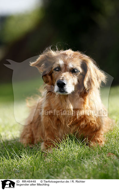 liegender alter Mischling / lying old mongrel / RR-46448