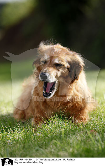 liegender alter Mischling / lying old mongrel / RR-46449