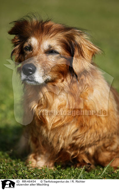 sitzender alter Mischling / sitting old mongrel / RR-46454