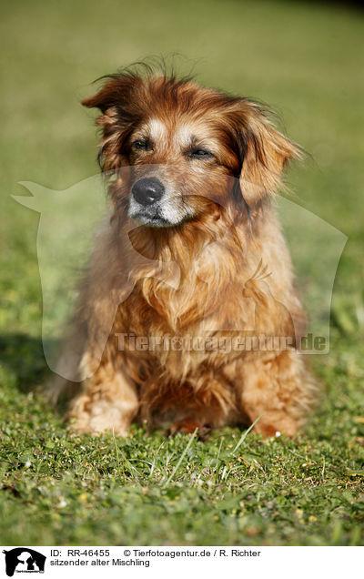 sitzender alter Mischling / sitting old mongrel / RR-46455