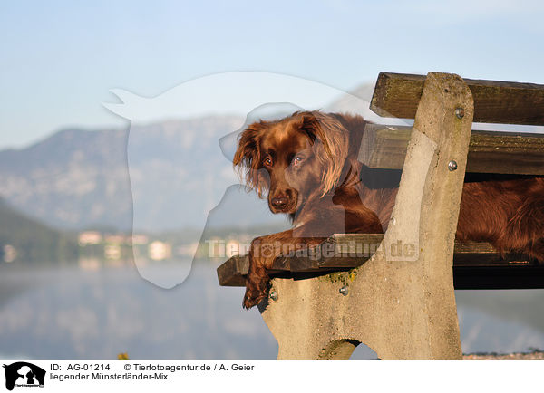 liegender Mnsterlnder-Mix / AG-01214