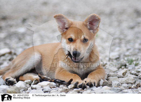 Mischling Welpe / mongrel puppy / AG-01233