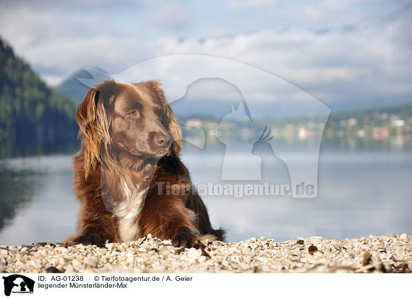 liegender Mnsterlnder-Mix / lying mongrel / AG-01238