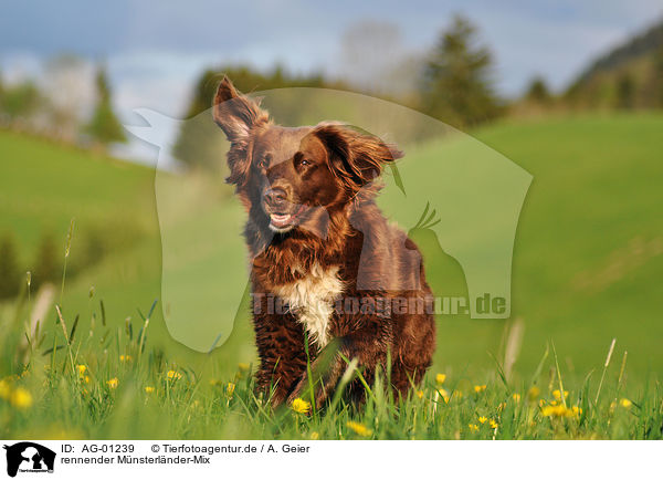 rennender Mnsterlnder-Mix / running mongrel / AG-01239
