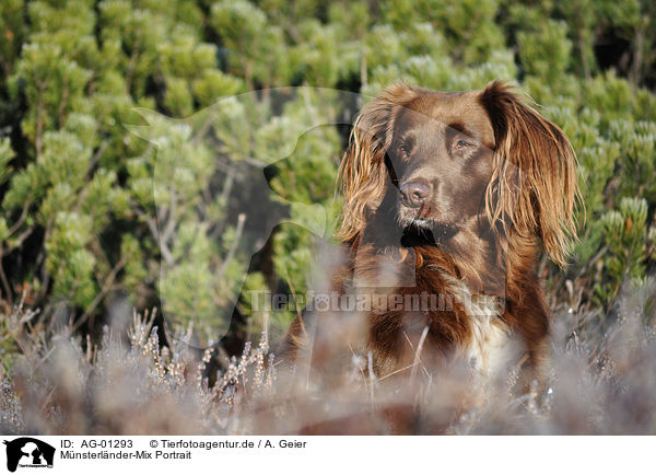 Mnsterlnder-Mix Portrait / mongrel portrait / AG-01293
