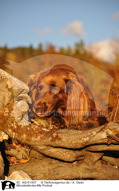 Mnsterlnder-Mix Portrait / mongrel portrait / AG-01307