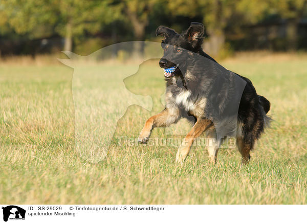 spielender Mischling / playing mongrel / SS-29029