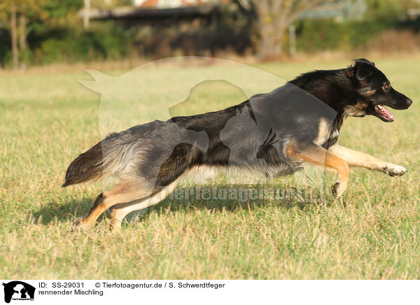 rennender Mischling / running mongrel / SS-29031