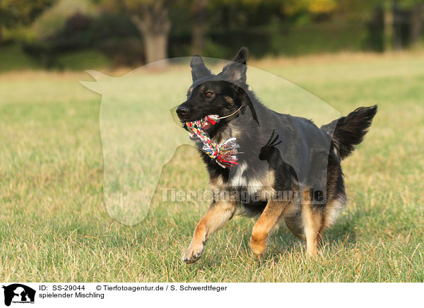 spielender Mischling / playing mongrel / SS-29044