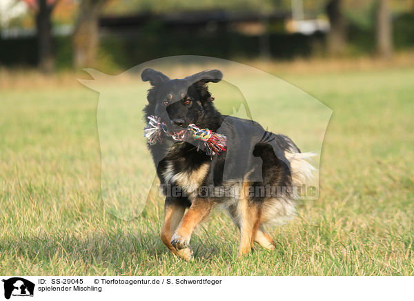 spielender Mischling / playing mongrel / SS-29045