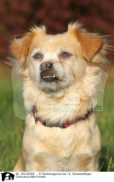Chihuahua-Mix Portrait / mongrel portrait / SS-29059