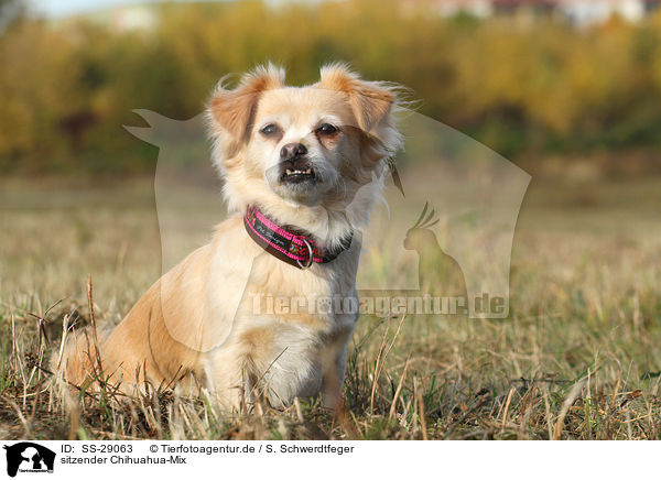 sitzender Chihuahua-Mix / sitting mongrel / SS-29063